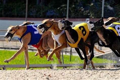 yesterdays greyhound racing results|Race Results, payoffs .